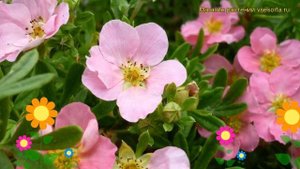 Лапчатка кустарниковая Пинк Квин. Краткий обзор, описание potentilla fruticosa Pink Queen
