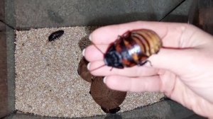 Уборка у тараканов! Мадагаскарский, шипящий таракан! Огромные тараканы