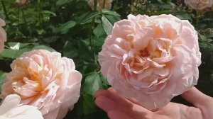 РОЗЫ в конце августа #розы