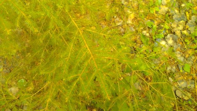 Чай из ели смотреть онлайн