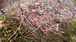 Цикламен в Природе