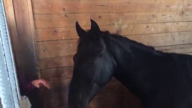 Подаренного старопольчанке президентом коня нашли привязанным в Кисловодске смотреть онлайн