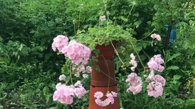 Пеларгония Зонартик ЛиА Виктория ( Pelargonium Zonartic LiA Victoria) #7