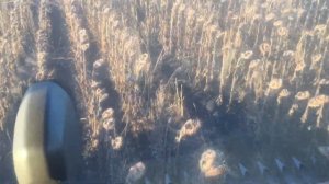 Подсолнух клаас тукано 450