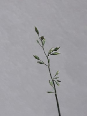 48. Мятлик сплюснутый - Poa compressa