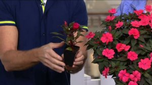 Cottage Farms 8-piece Hearts Desire SunPatiens Collection on QVC