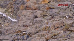 Охота в Карачаево-Черкесии на среднекавказского тура. Горные охотники. Сергей Успенский