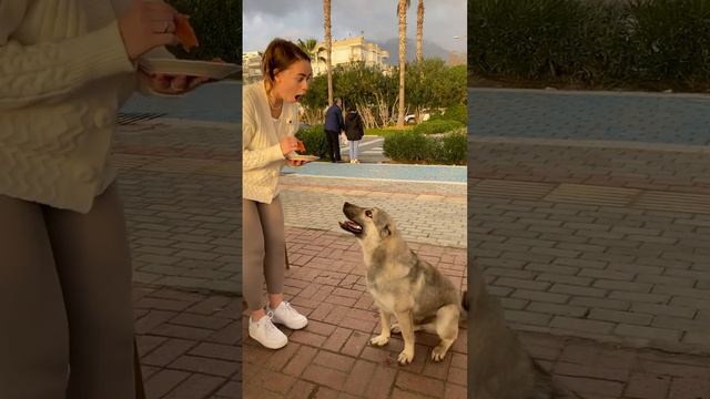 В Турции уличных собак и кошек кормят, зимой строят для них места для ночевки, #турция#reels#alanya смотреть онлайн