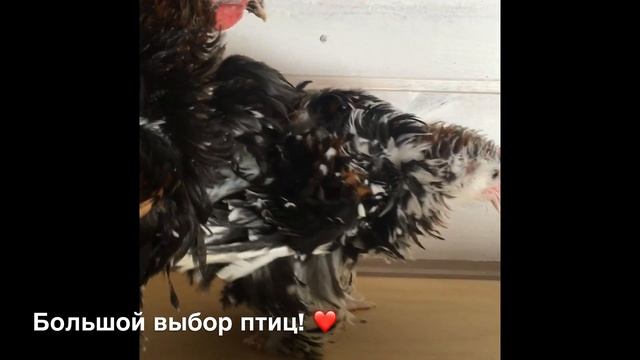 Немецкие карликовые курчавые Кохинхины