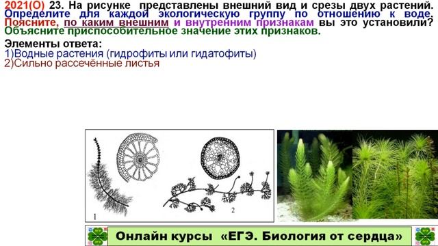 ЗАДАНИЕ ИЗ ЕГЭ 2021. ЛИНИЯ 23. ПРО СРЕЗЫ ВОДНЫХ РАСТЕНИЙ смотреть онлайн