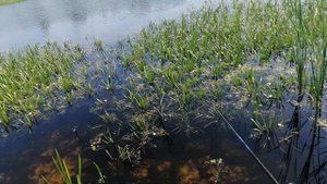 Рыбалка на кошаре.