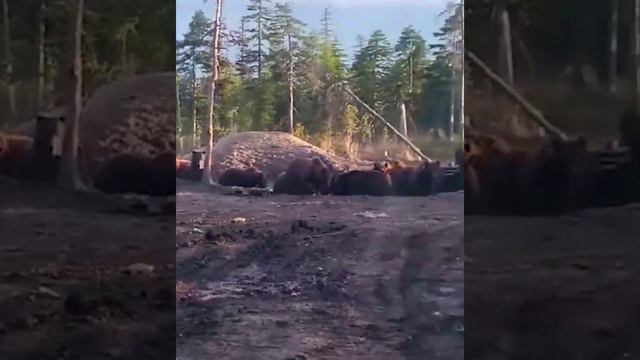 Жители Магадана наткнулись в лесу на огромное сборище медведей.