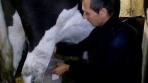 запуск коровы/консервация вымени/последняя дойка коровы//шприцы для запуска коров