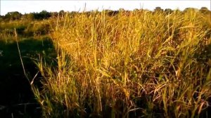 колянный орех чилим на Брянщине