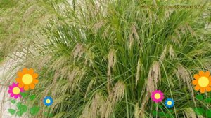 Щучка(Луговик) дернистый. Краткий обзор, описание характеристик deschampsia caespitosa