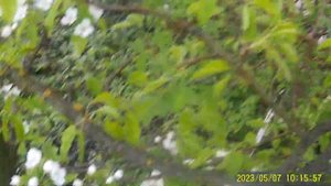 Как Опылять цветки Груши.