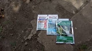 Чем обработать виноград перед созреванием ( 5-я обработка ).