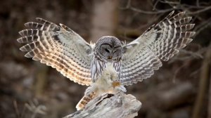 какие звуки издают совы