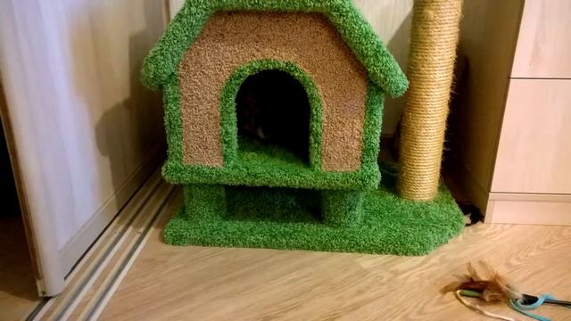 Бенгальские котята смотреть онлайн