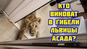 По чьей вине погибла львица Асада в парке львов Тайган? Вася, покажи АСАДУ!