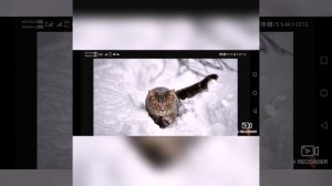 Исполнение песни утром кот принёс на лапах первый снег.