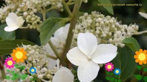 Гортензия метельчатая Бабочка. Краткий обзор, описание характеристик, где купить саженцы butterfly