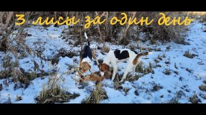 Охота на лису с гончими #12. Три лисы за день. Fox hunting with hound.