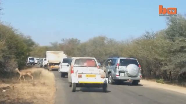 Ржачное видео: антилопа влетела в джип. смотреть онлайн