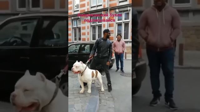 американский булли хл щенки в продажи смотреть онлайн