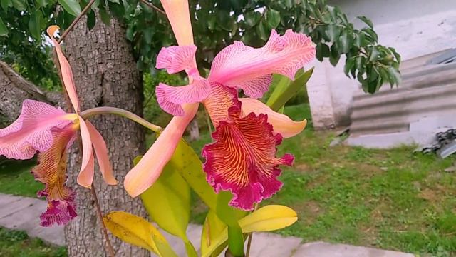 Cattleya dowiana rosita смотреть онлайн