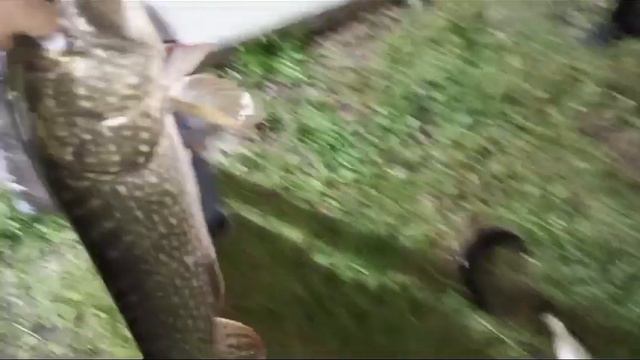 шушпанская щука 6.700 длина 1м смотреть онлайн