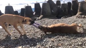 Бурбуль vs амстаф. Кто кого?