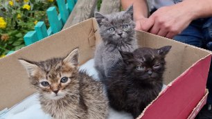 💔😢В подъезд снова подкинули коробку с котятами | месячные котодетки нуждаются в помощи и доме