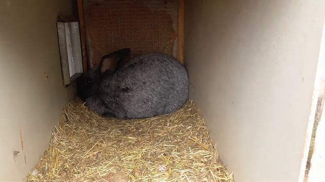 Кролики - последний день зимы. смотреть онлайн