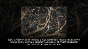 Почему у пуансеттии опадают листья