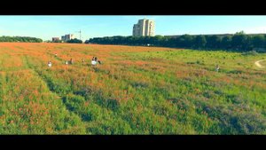 Украина природа маковое поле  Ukraine nature poppy field