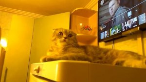 Как чувствует себя кошечка после уколов