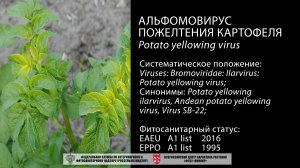 Альфомовирус пожелтения картофеля (Potato yellowing virus)