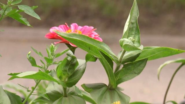 Август -последний месяц лета. С его первых дней ощущается приближение осени. смотреть онлайн