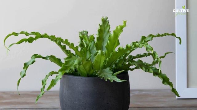 12 Best Low Light Indoor Plants 🪴🏠 Hanging Houseplants 🌿🍀