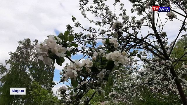 В Луге цветут яблони