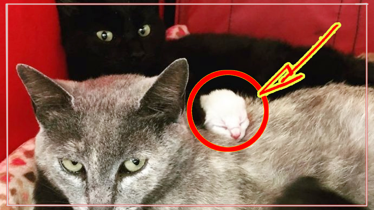 «А какая разница?» две спасённые беременные кошки, мать и дочь, родили и перепутали своих детей!