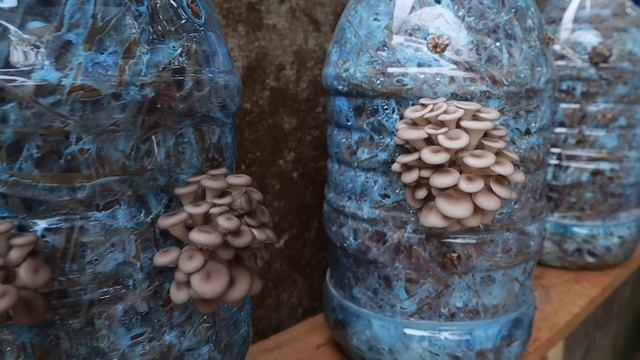 Easy - Simple - Tips for growing mushrooms in plastic bottles at home смотреть онлайн