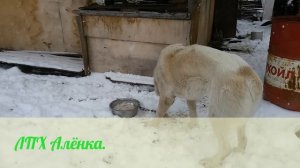 САО. Алабаи. Один день из жизни семьи алабаев. Вся семья в сборе. У каждого свои обязанности.