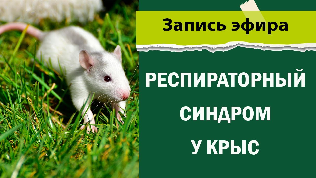 Респираторный синдром у крыс