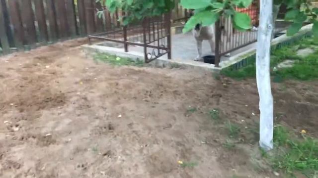 Алабай. Здоровяк Джек || Волкодав моего сердца смотреть онлайн