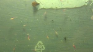 Почему погибал малек тернеции?