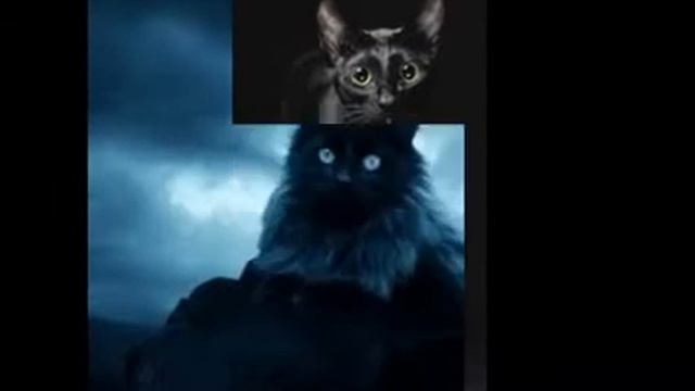 Всегда такие красивые чёрные коты