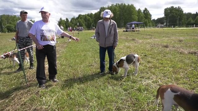 Эстонские гончие и Баварские гончие на выставке "Мемориал Р.И.Шияна" 2021