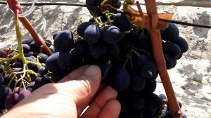 Два крупноплодные (черные) сорта винограда.